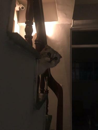 A Fat At Home