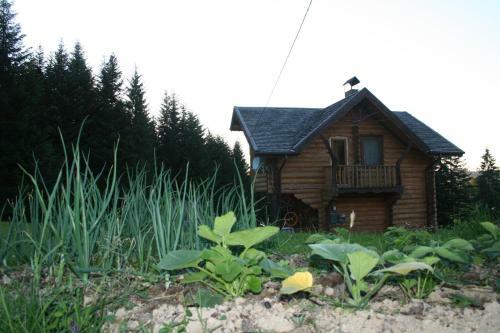 Sadyba Drymba