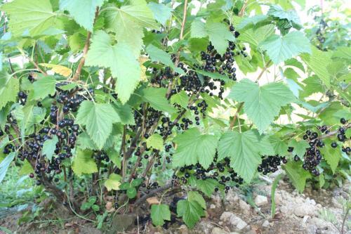 Sadyba Drymba