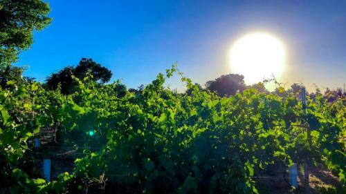 The Olio At Dudley Vineyard