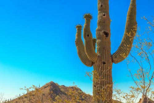 Cactus Cottage