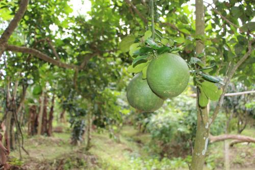 Gite Nam Hien Mekong