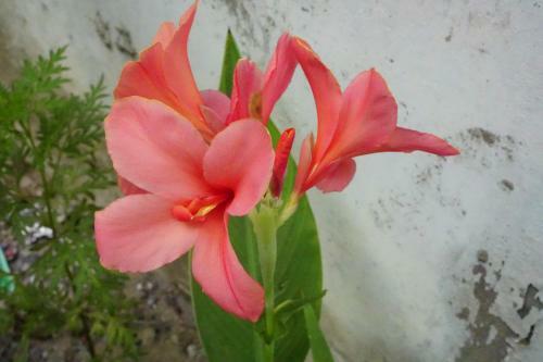 Hotel Minh T� Homestay