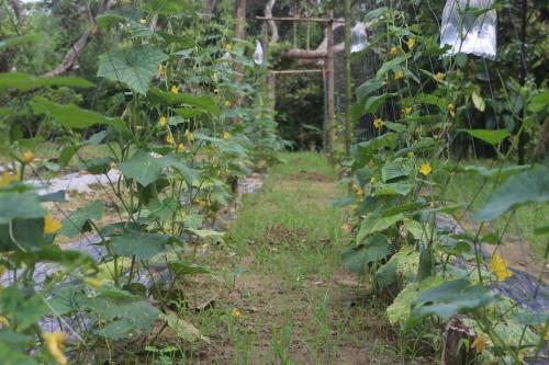 Hostal Spirit Garden Ecolodge
