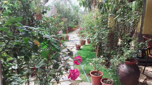 Lodge Rose Homestay