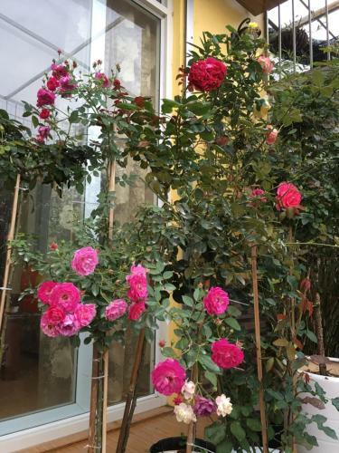 Lodge Rose Homestay