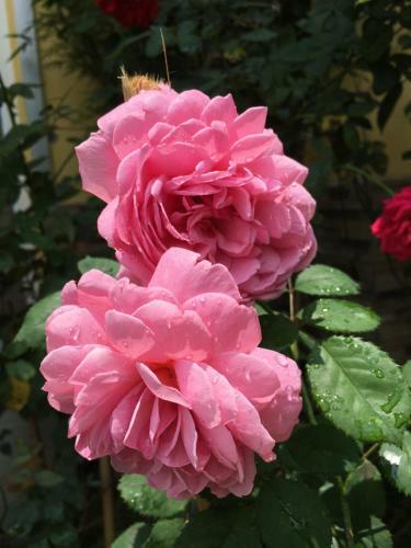 Lodge Rose Homestay
