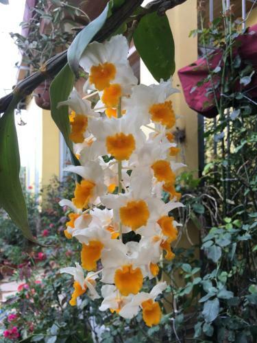 Lodge Rose Homestay