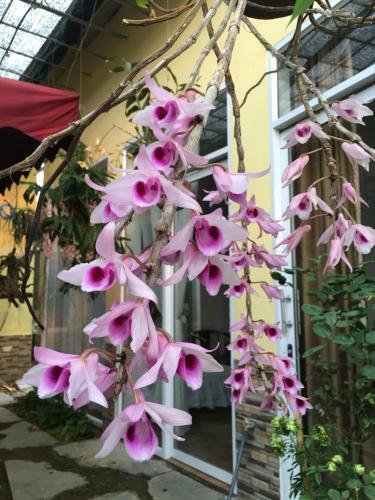Lodge Rose Homestay