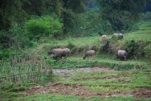 Muong Bi Homestay