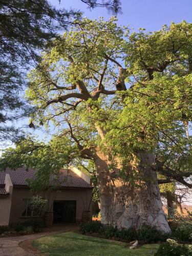 Bed & Breakfast Baobab Lane Lodge