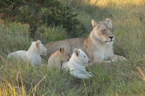 Lodge Inkwenkwezi Private Game Reserve