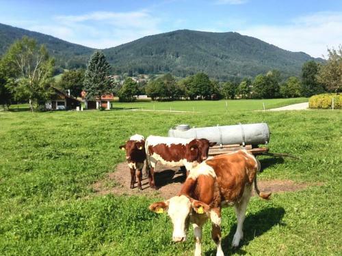 Apartamento Ferienwohnung Nitzinger