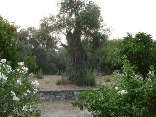 Villa Elvira