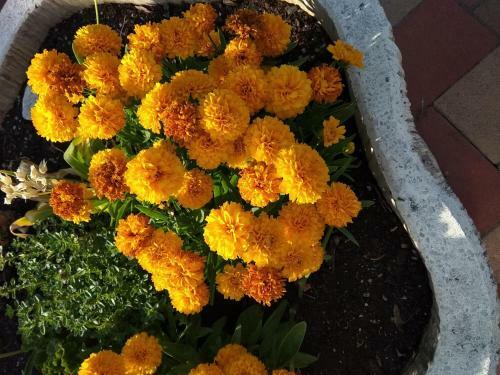 Yellow Apartman