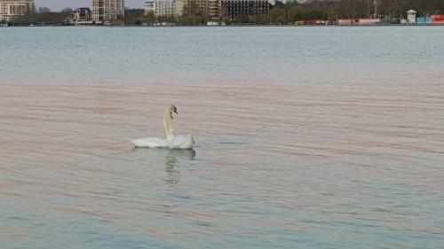 Balaton&center Wellness Apartman