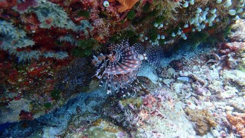 Patuno Hotel & Resort Wakatobi