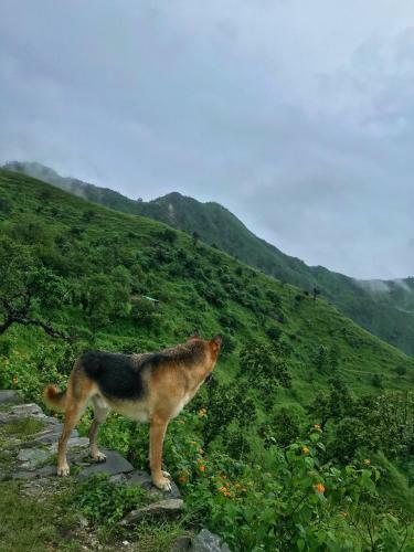 Tanhau