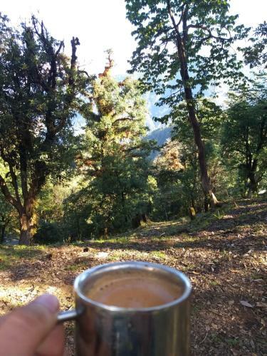 Flycatcher Jungle Camp