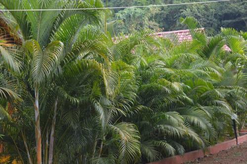 Hotel Kings Villa Resort