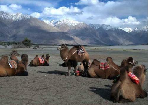 Hotel Stendel - Nubra