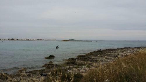 Hostal Salsedine