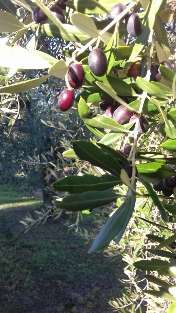 Bed & Breakfast Villa Agnolaccio Residenza D'epoca