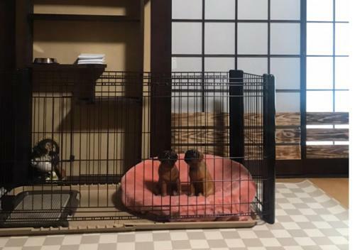 Hostal Tanuki Japanese Traditional Style House