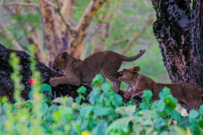 Lake Nakuru Lodge