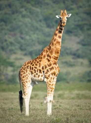 Sarandy Holiday Homes Naivasha