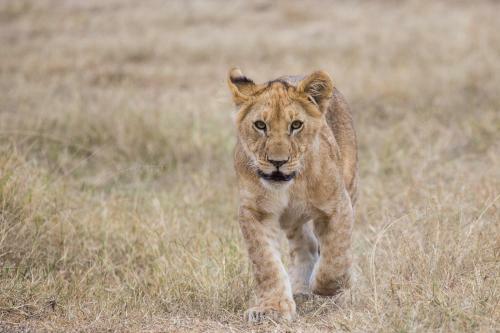 Losokwan Luxury Tented Camp - Maasai Mara