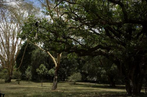 Lodge Siana Springs Tented Camp