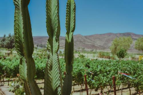 Agroturismo Ecl�ctico Guadalupe