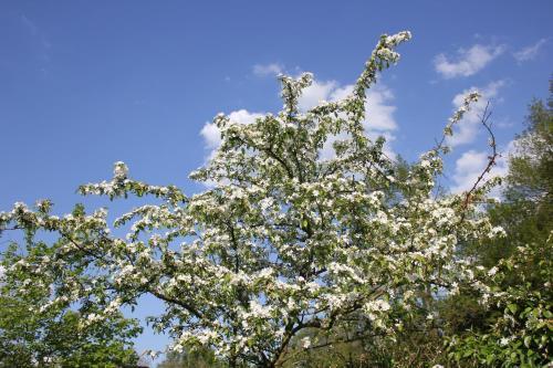 De Betuwe Hoeve