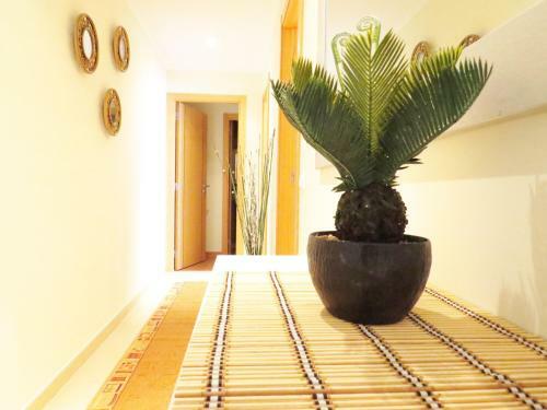 Apartamento Ap Amendoeiras