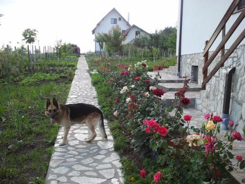Hostal Pensiunea Bogdan