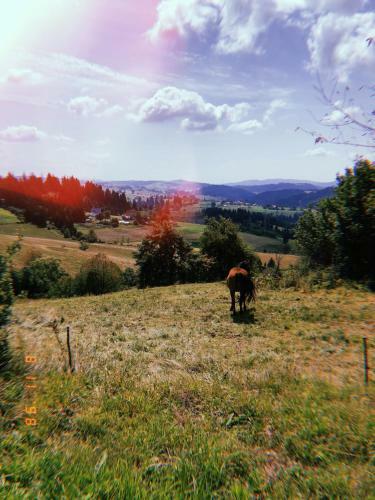 Apartman Zona Zlatar