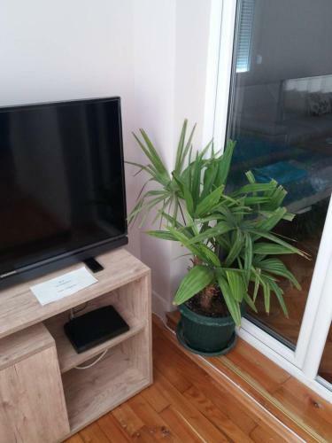 Stankovic Apartman