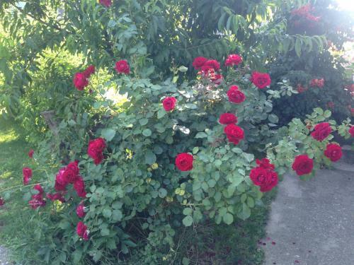 Hostal Apartment And Rooms Dedine Golubac