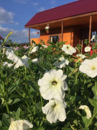 Hostal Guest House Altai Yard ???????? ??? ????????? ??????