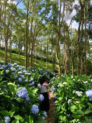 Qingshan Homestay