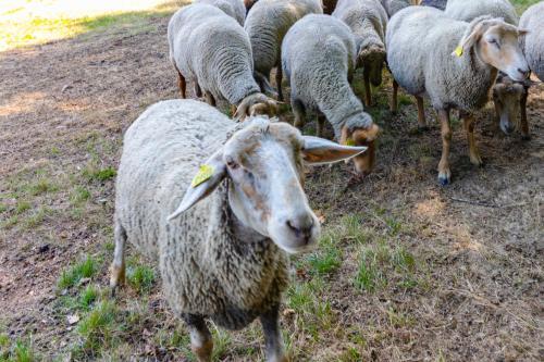 Agroturismo Kingdom Road Farm