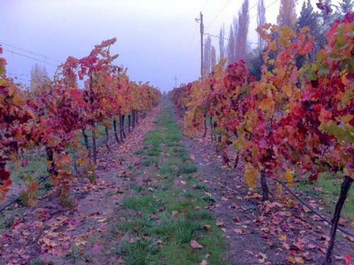 Apartamento Dream Cottage At Paschal Winery