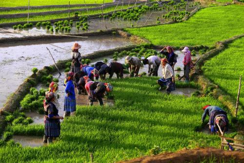 Mu Cang Chai Eco Lodge