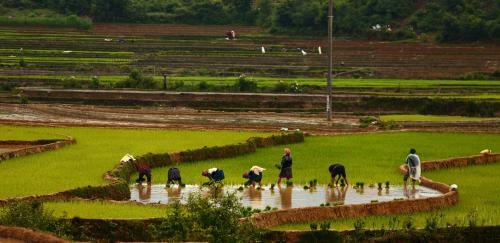 Mu Cang Chai Eco Lodge