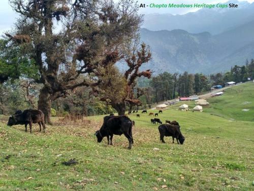 Hotel Chopta Meadows Camps