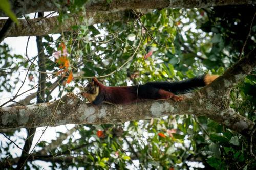 Hotel Wild Planet Jungle Resort