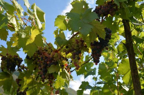 Agroturismo L'uliveto