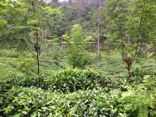 Villa Vila Tea Garden