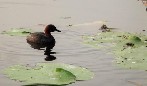 Lodge Umaya Lake